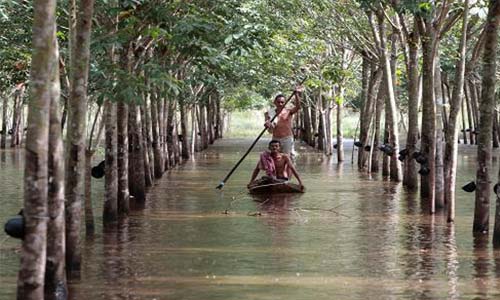 Chinese speculators drive natural rubber prices up to 5-year high