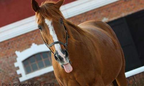 Recycled tires help horses and handicapped children